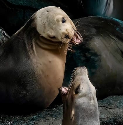 Los lobos marinos suelen comer pequeñas presas fáciles de atrapar