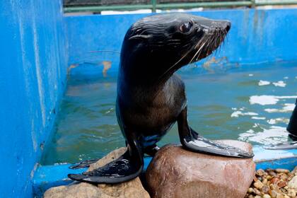 Los lobos son de la especie conocida como "dos pelos", que habitan la costa uruguaya y el estuario del río de la Plata.