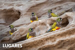 Los loros banrranqueros son monógamos