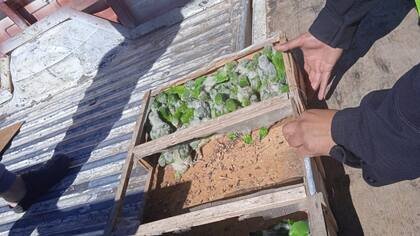 Los loros eran transportados por un hombre de 37 años