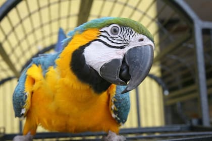 Los loros poseen estructuras cerebrales más complejas que otros animales