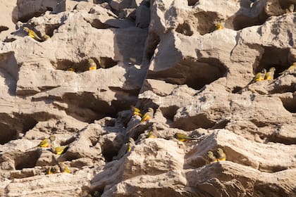 Los loros son monógamos y permanecen en sus nidos hasta que se rompen.