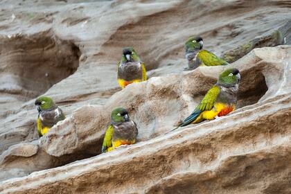 Los loros también imitan el sonido de otras aves de su entorno