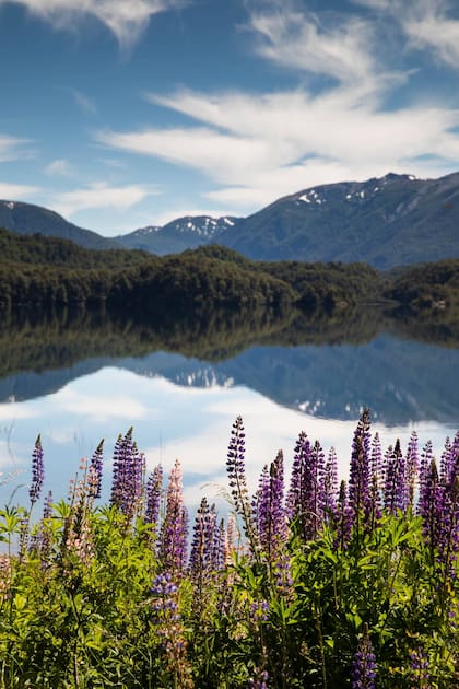 Los lupines son un sello de la primavera patagónica.