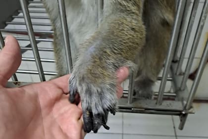 Los macacos aguardan por una solución en un oscuro sótano