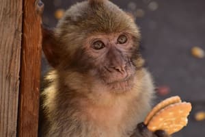 La sorprendente razón por la que los monos de Gibraltar comen tierra