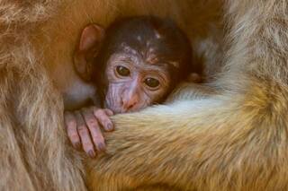 "Cada vez tenemos menos animales para filmar"