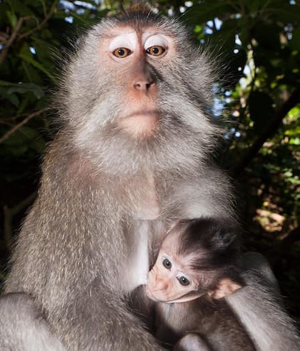 Los macacos tienen testículos más grandes que otros primates porque el apareamiento es una actividad libre, lo que significa que los espermatozoides deben competir con otros.