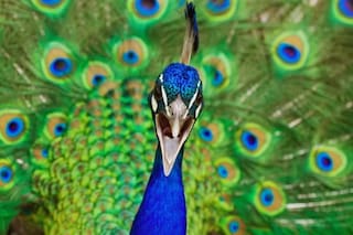 Mil ojos que nos miran: pavos reales y recuerdos de un verano