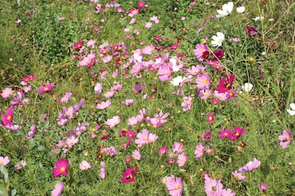 Los macizos de cosmos ofrecen un espectáculo único por la fuerte atracción que tienen con las mariposas