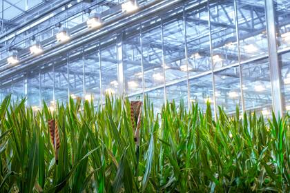 Los maíces baja altura estarán listos en los próximos años