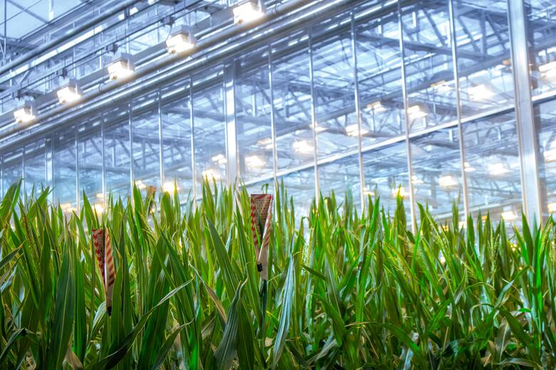 El futuro del maíz: optimismo en el negocio agrícola según el CEO de Bayer Cono Sur