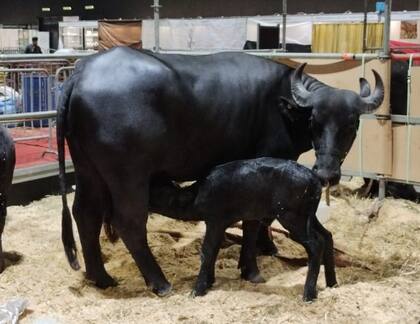 Los Maier Silva tienen una empresa familiar que desde el año 2015 se dedican a la cría de búfalos