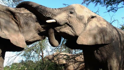 Los mamíferos más grandes como los elefantes, en peligro de extinción
