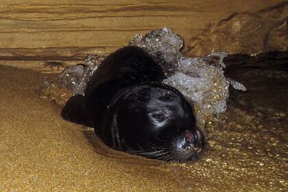 Los mamíferos se protegen en cuevas por el aumento de personas en las playas