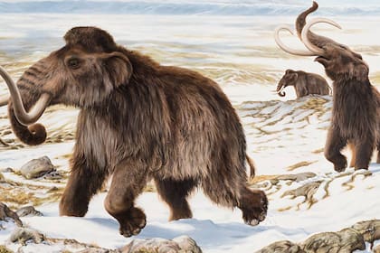Los mamuts lanudos encontrados vivieron en una región de Yukon sin glaciares llamada Beringia