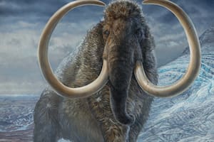 Descubren que unos fósiles catalogados como de mamut eran de una especie marina