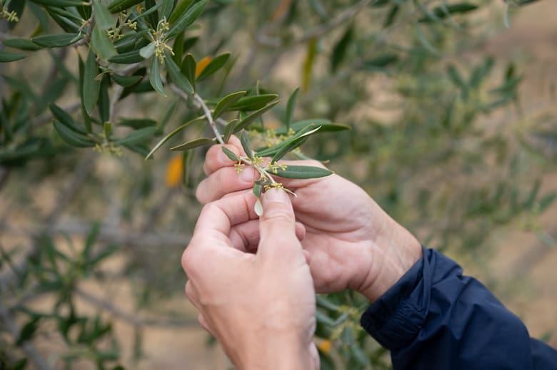 De estancia tradicional a negocio rural: el modelo que crece