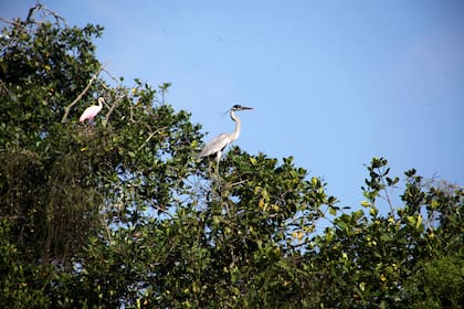 Los manglares son un ecosistema único y amenazado