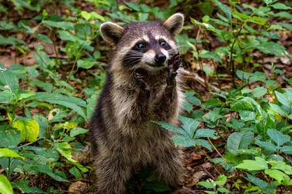 Los mapaches suelen buscar comida en áreas habitadas por humanos