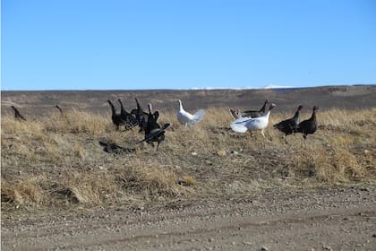 Los mapuches luchan por tener los títulos de propiedad comunitarios