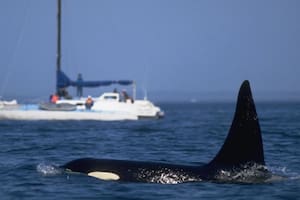 “Todo el mundo está un poco nervioso”: los marineros intercambian consejos para mantenerse alejados de las orcas