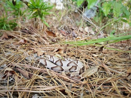 Los más afectados por las picaduras de estas serpientes suelen ser los niños y las personas con el sistema inmunitario debilitado