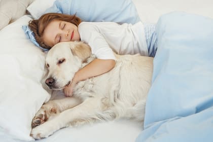 Los más susceptibles a problemas por dormir con perros son los niños pequeños, las mujeres embarazadas y los pacientes inmunodeficientes