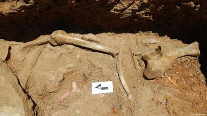 Los mastodontes eran mamíferos con trompa, familiares lejanos de los elefantes