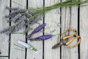 Cómo hacer tus aromatizadores de lavanda