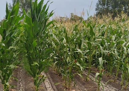 Los materiales se adaptan a bajas temperaturas y ciclos cortos, claves para su desarrollo en ambientes patagónicos