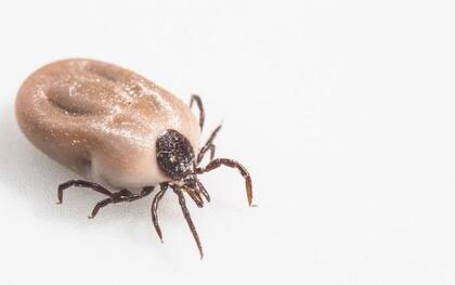 Los médicos no tardaron en confirmar la causa de su dolor: una garrapata adulta se había incrustado en su oído (Imagen ilustrativa de Pinterest)