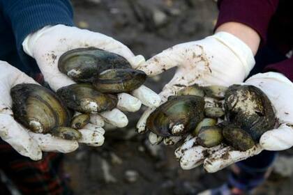 Los mejillones de río, como estos de República Checa, parecen más almejas gigantes