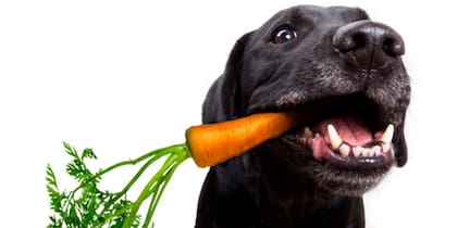 Los mejores alimentos naturales para perros