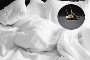 Los mejores consejos para detectar rápidamente los chinches en las camas de un hotel