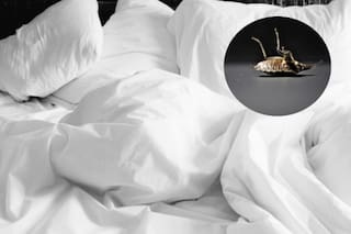 Es asistente de vuelo y revela el truco para saber si tu habitación de hotel está llena de chinches