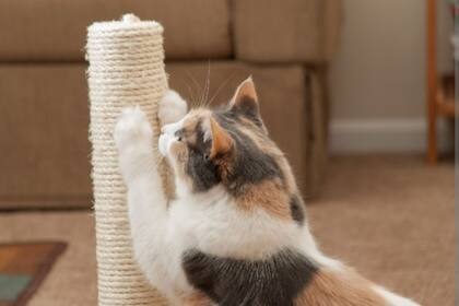 Los mejores lugares para colocar los rascadores en la casa y cuidar los muebles