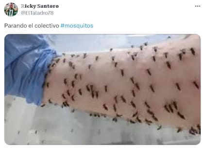 Los mejores memes sobre la invasión de mosquitos