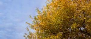 Los rituales más recomendados para el comienzo del otoño