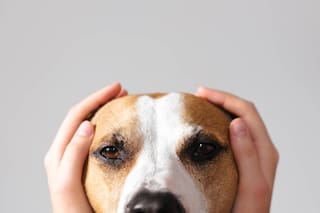 Los mejores trucos para que tu mascota no sufra con el ruido de la pirotecnia