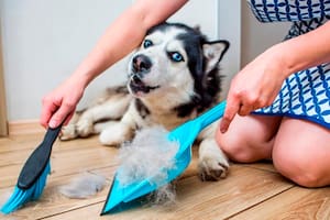 Los mejores trucos para eliminar los pelos de las mascotas