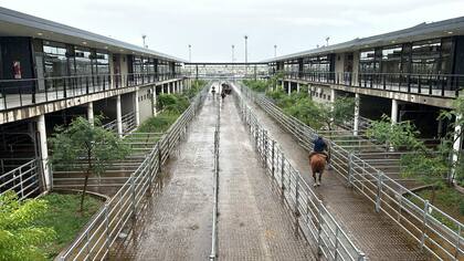 Los mejores valores de la rueda para los lotes livianos fueron los siguientes: en novillitos, $2460 con 384 kg; $2450 con 309 kg, y $2420 con 391 kg, y en vaquillonas, $2500 con 272 kg; $2300 con 363 kg, y $2200 con 393 kg