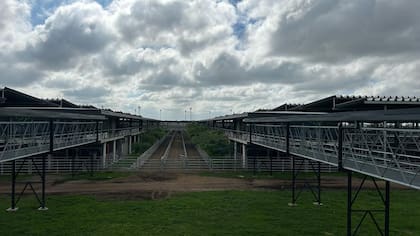 Los mejores valores de la rueda para los lotes livianos fueron en novillitos que se pagaron $3700 el kilo