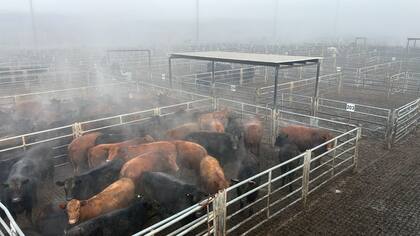Los mejores valores de la rueda para los lotes livianos fueron los siguientes: en novillitos, $3600 con 331 kg; $3500 con 354 kg, y $3350 con 413 kg, y en vaquillonas, $3600 con 292 kg; $3400 con 361 kg, y $3200 con 398 kg
