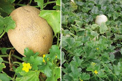 Los melones exigen bastante lugar en la huerta. Dado el aborto del 80% de las flores, la cosecha por planta no es grande.