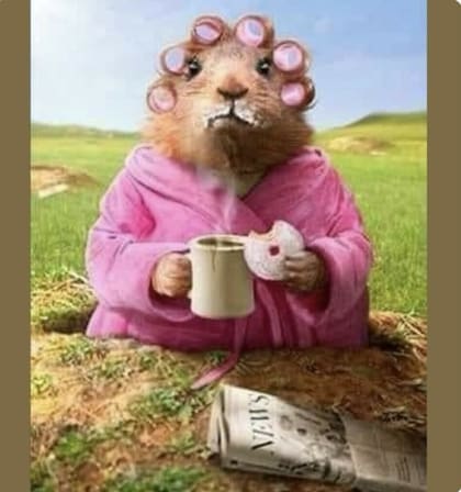 Los memes por el Día de la Marmota hacen referencia a la predicción meteorológica del animal