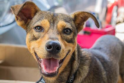 Los mestizos son una raza que se adapta fácilmente a los nuevos hogares