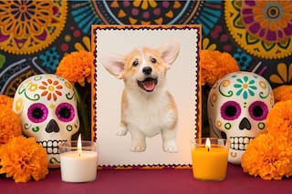 Cuándo es el Día de Muertos de las mascotas: a qué hora llegan y se van