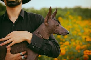 Altar de Día de Muertos para las mascotas: a qué hora llegan y se van