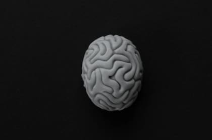 Los microbios intestinales pueden influir en el desarrollo de un cerebro más grande